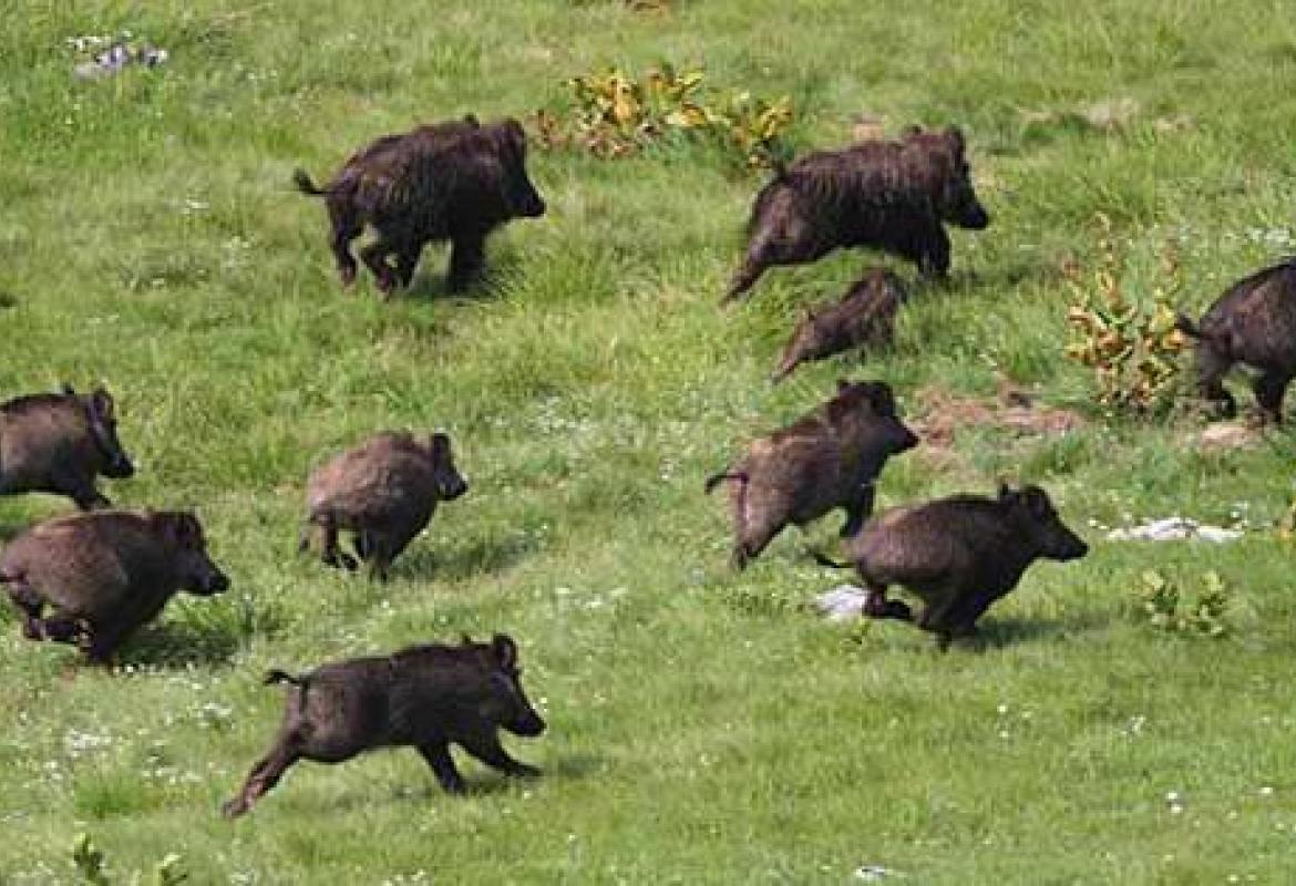 La fauna selvatica 'attacca' le campagne pugliesi