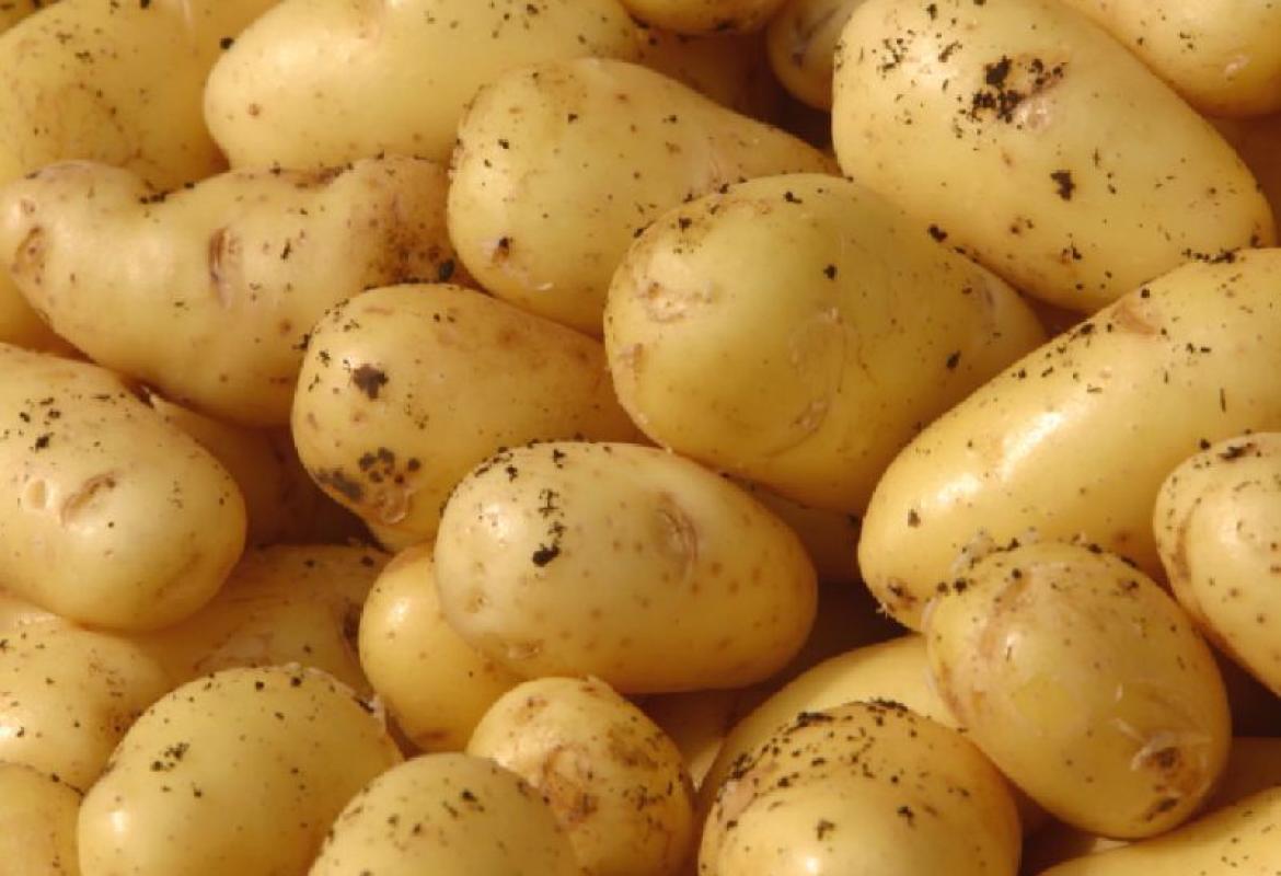 La patata di Galatina fra i DOP di Puglia