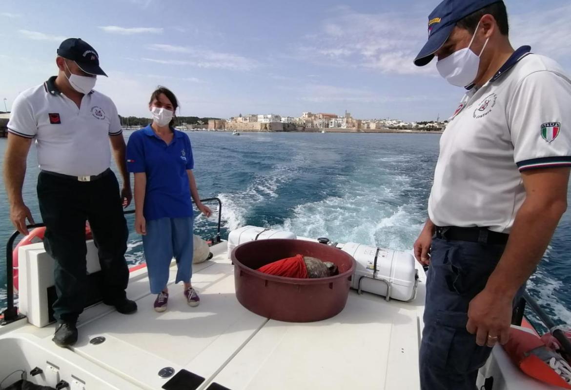 Ludovica e Mattia, due splendide tartarughe marine, hanno ripreso il mare. &quot;Speriamo di non rivederle mai più&quot;