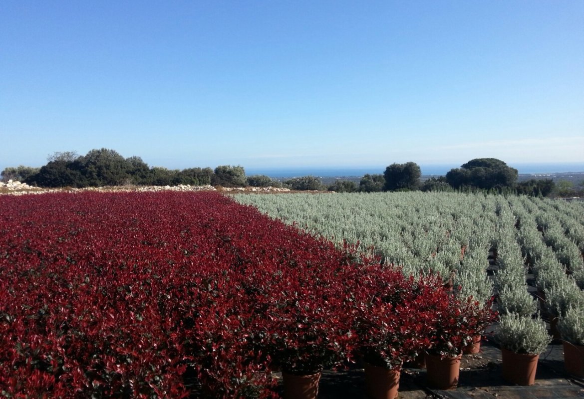 “Ripartiamo con un fiore”