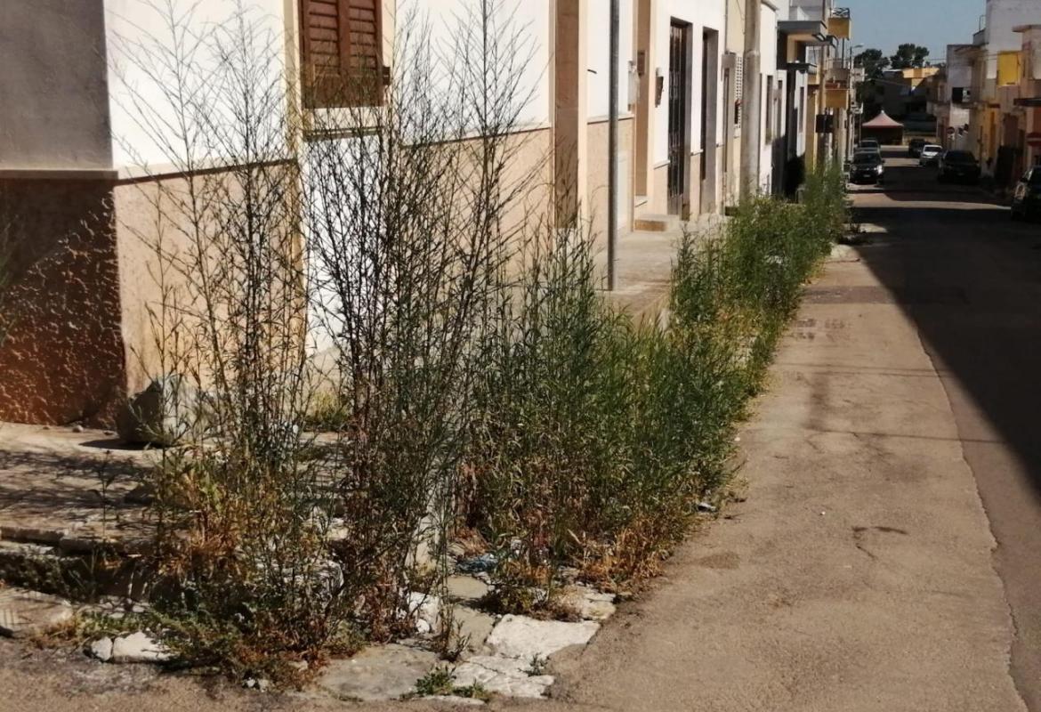 Abbattere la foresta di via Toti