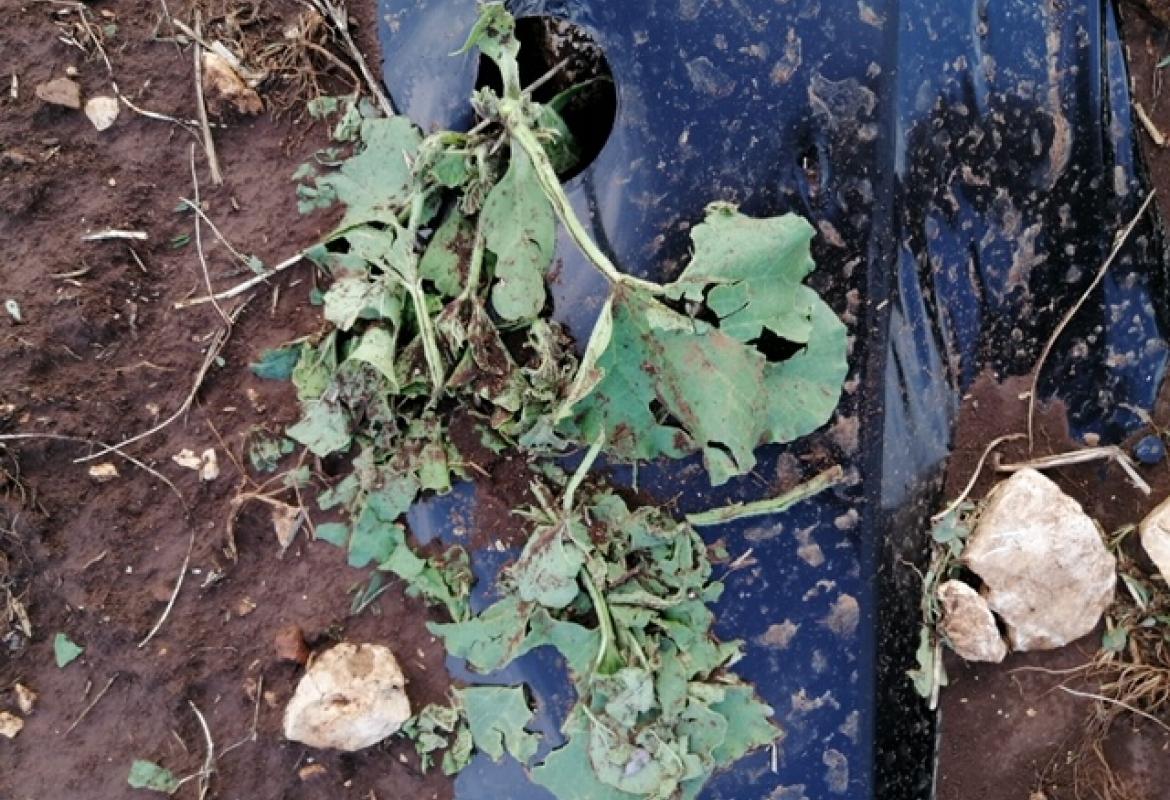 Tornano grandine e trombe d'aria, agricoltura pugliese in ginocchio