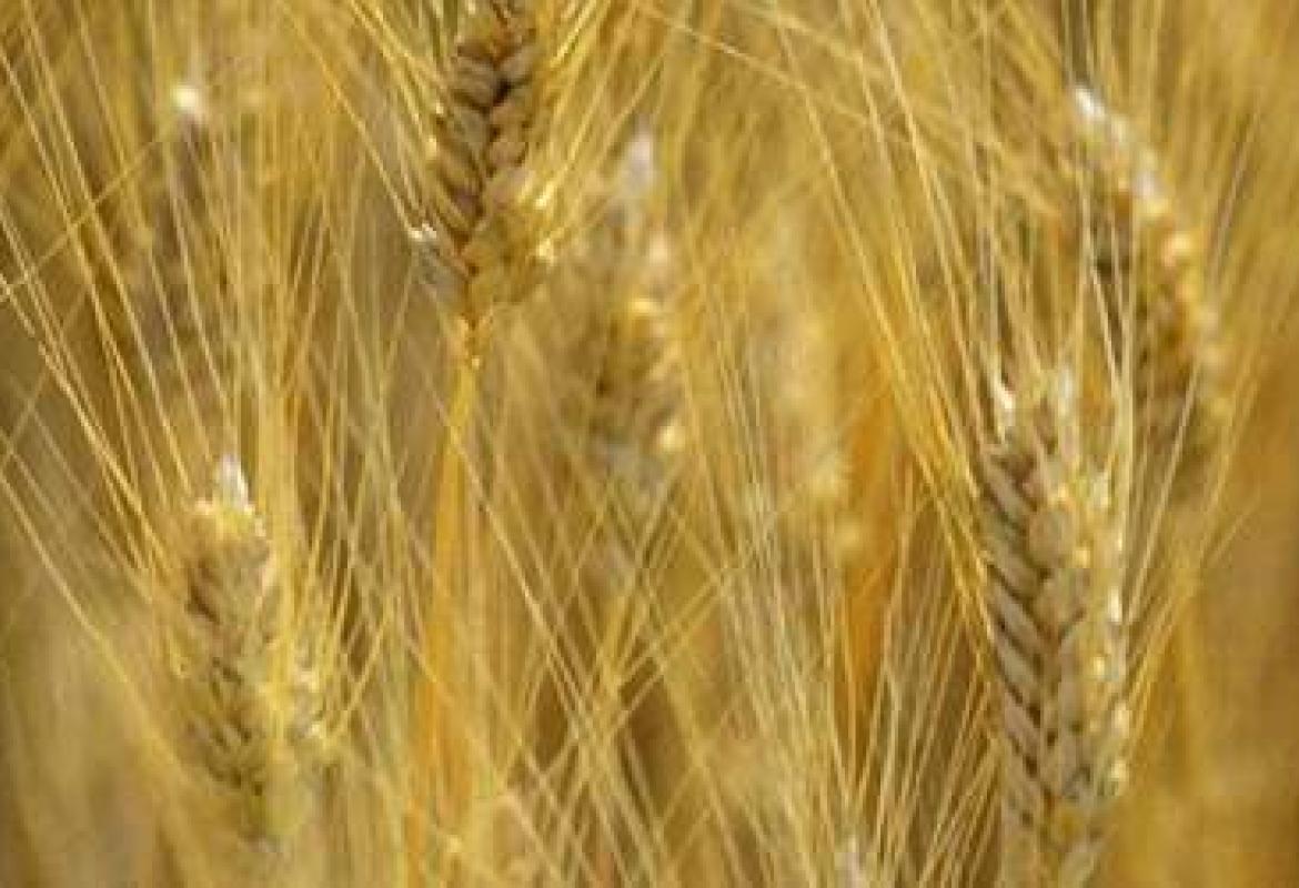 &quot;Cogliete prima la zizzania e legatela in fastelli per bruciarla&quot;