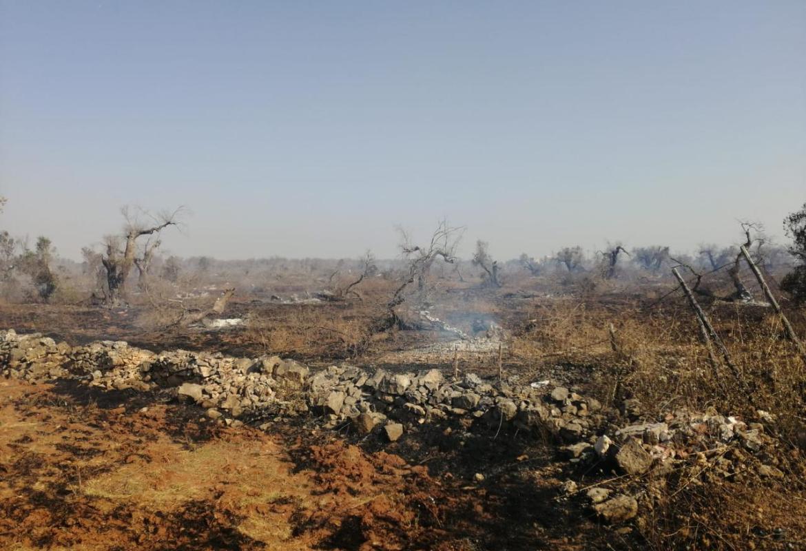 Devastati dalle fiamme 10 ettari di oliveto in agro di Galatina