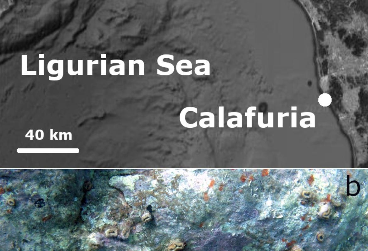 Il corallo "cattura" gli inquinanti marini