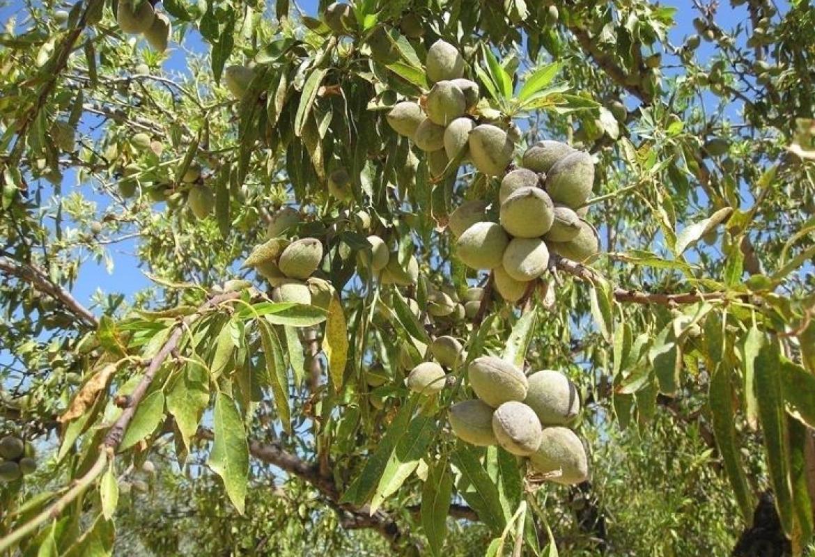 Furti di mandorle, in Puglia cresce l'allarme