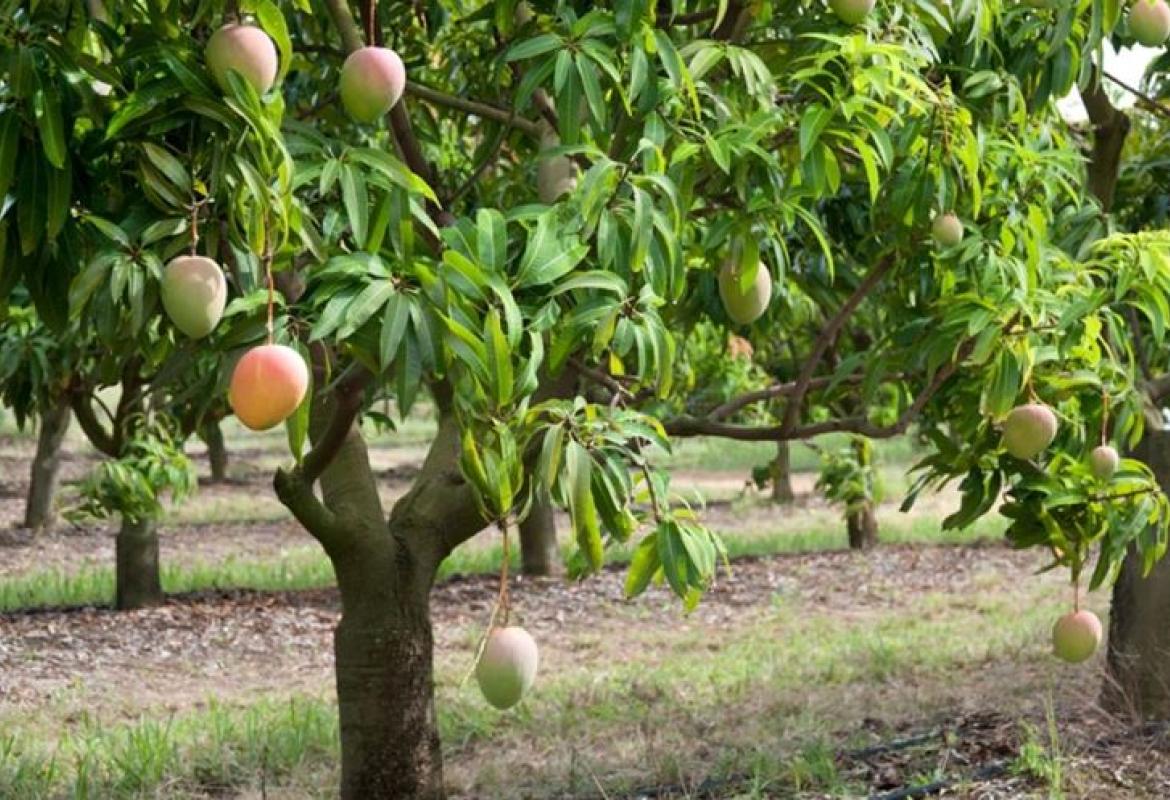 Clima esotico, in Salento 8000 piante di mango