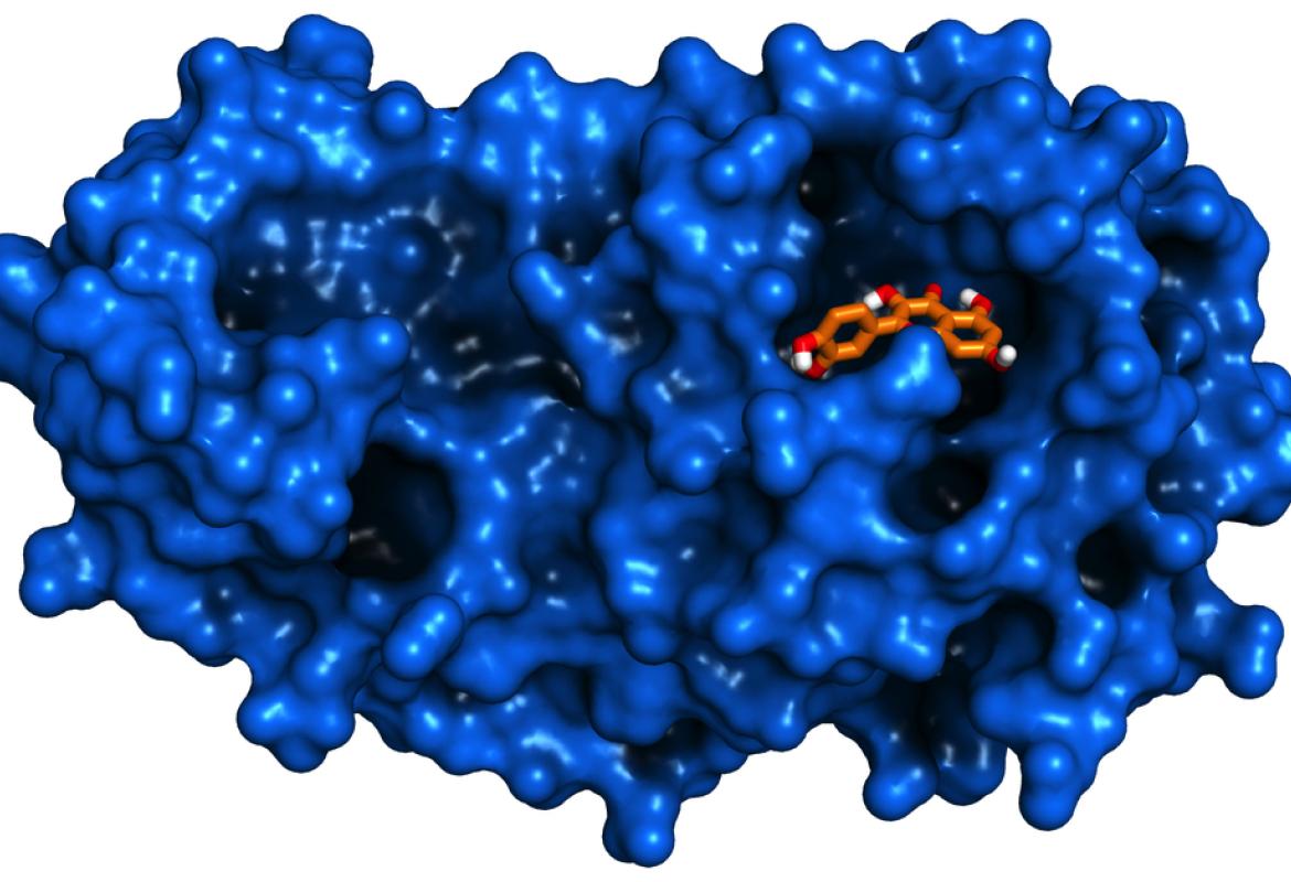 Una molecola di origine naturale blocca il SARS-CoV-2