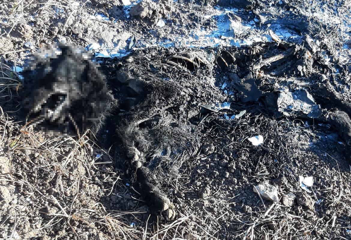 Al fuoco insieme alla spazzatura, ritrovata carcassa di cane arso