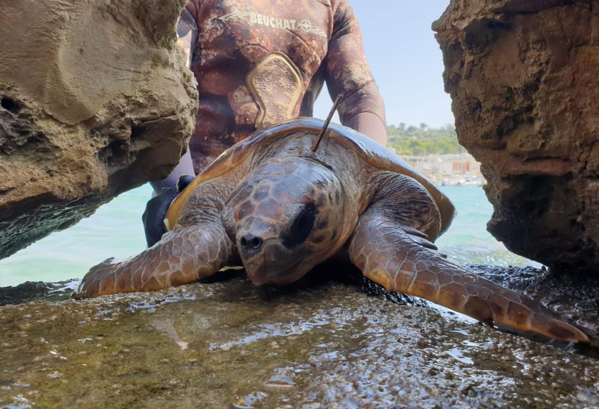 Trovata tartaruga marina infilzata da un ferro, verrà operata