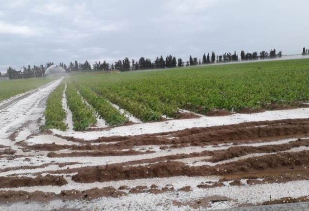 Clima tropicale in Puglia, agricoltura in ginocchio