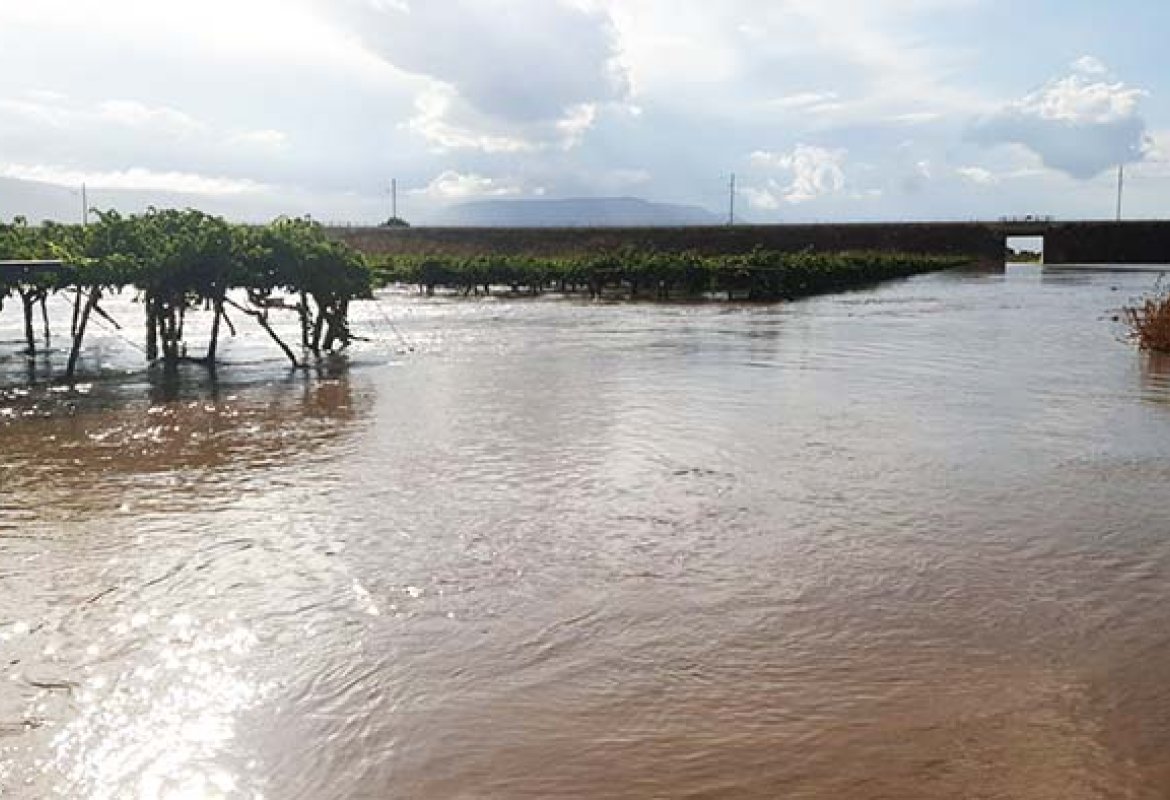 Il clima tropicalizzato danneggia gravemente l'agricoltura pugliese