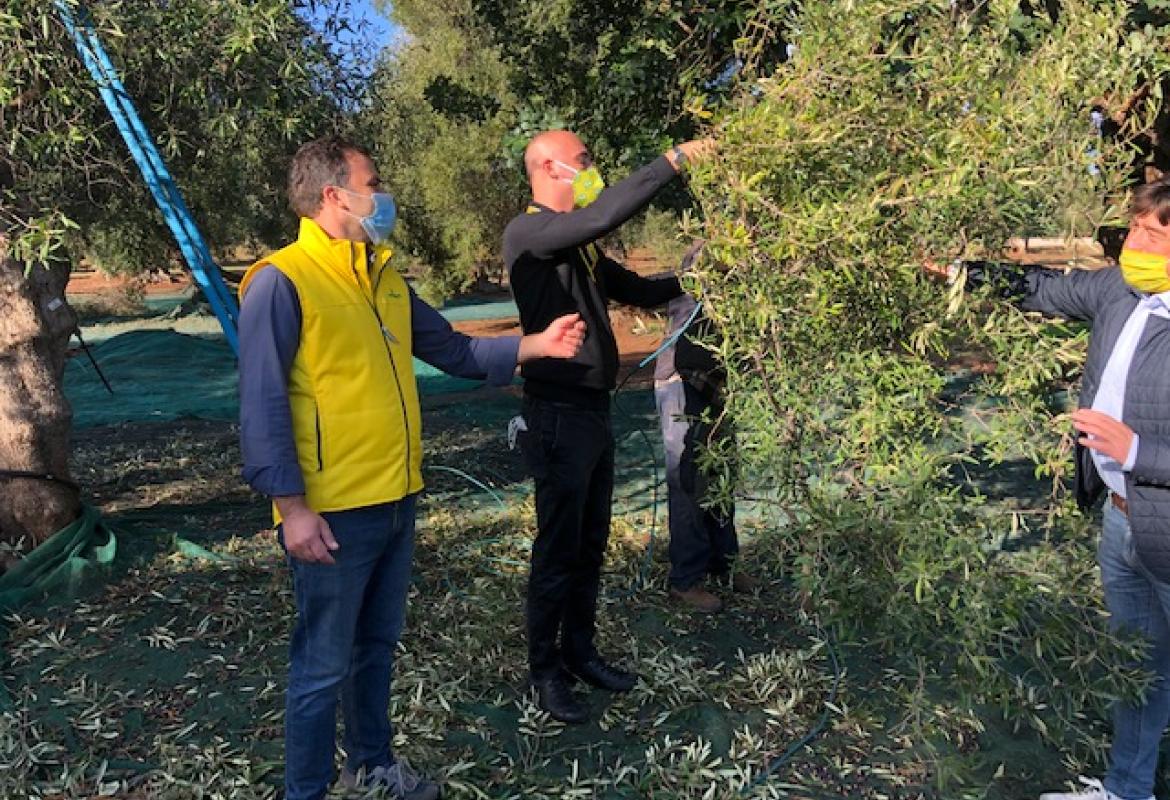 In Puglia olive eccellenti ma produzione ridotta alla metà