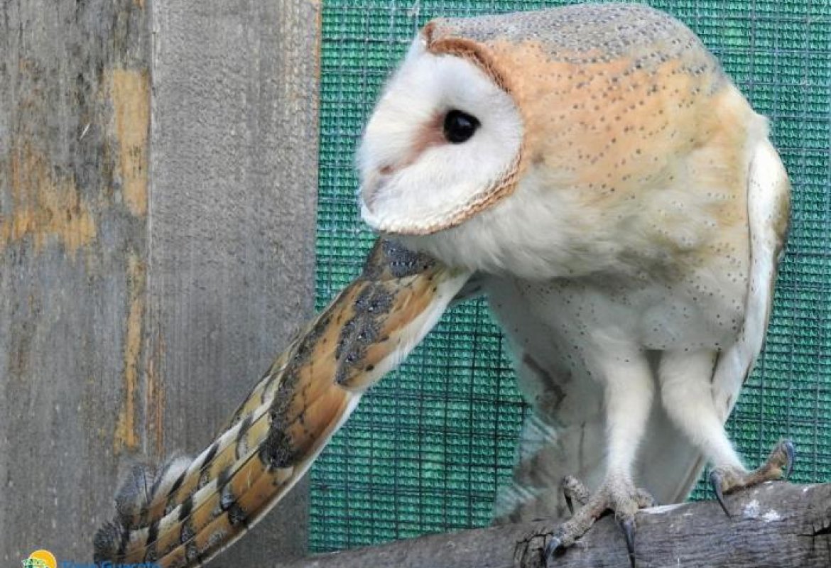 Torna libero un piccolo di barbagianni curato a Torre Guaceto