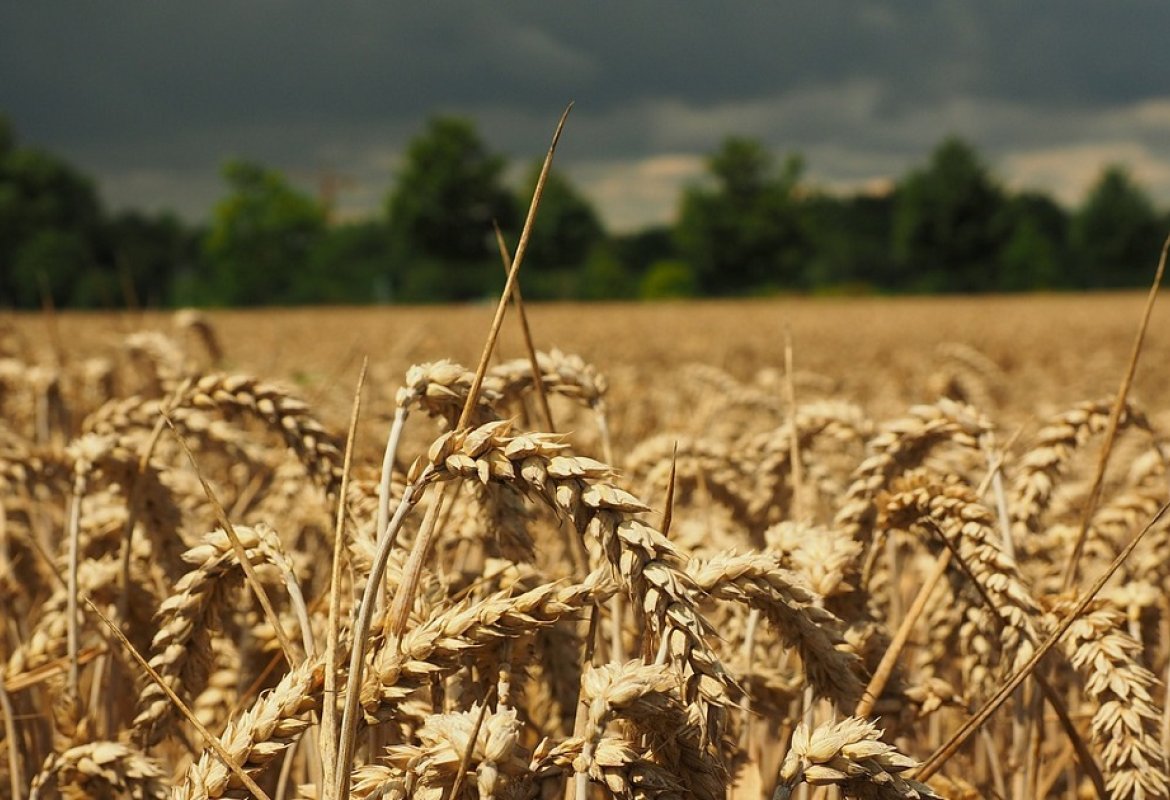 Cresce il prezzo del grano e aumentano le importazioni dal Canada