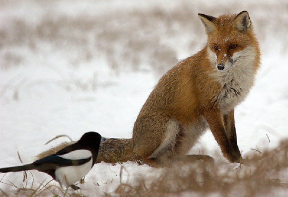 Le volpi hanno le loro tane e gli uccelli del cielo i loro nidi