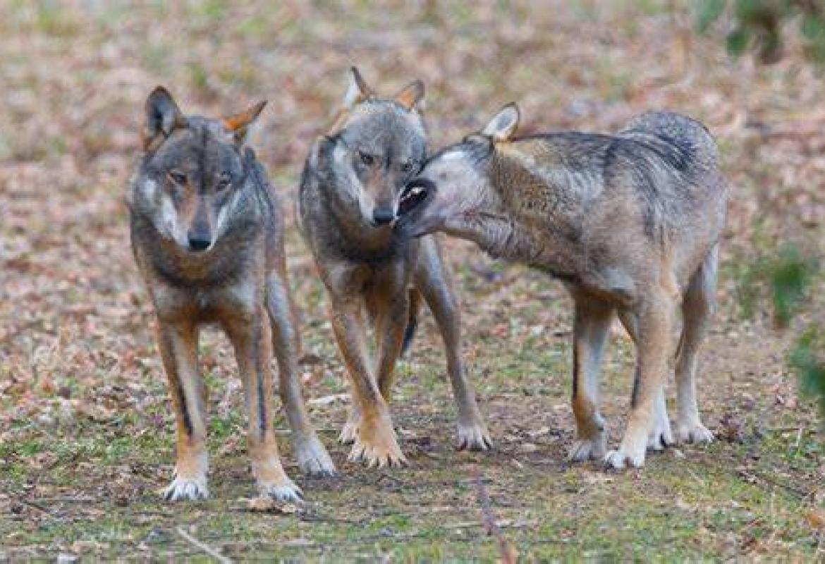 Lupi e cani inselvatichiti fanno mattanza di capre e pecore anche nelle campagne di Lecce e Brindisi