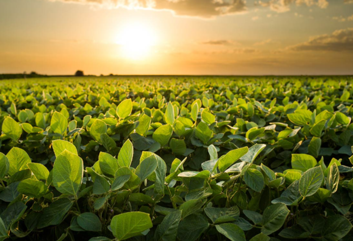 "Dall'agricoltura verde almeno un milione di posti di lavoro sfruttando il Recovery fund"