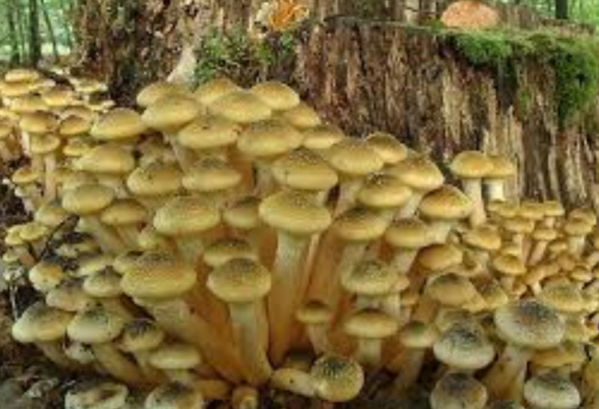 Mangiare i funghi spontanei solo dopo averli fatti controllare dalla Asl