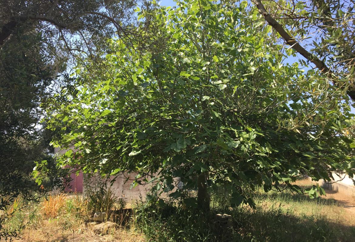 Da recuperare in Puglia 21mila ettari di frutteti abbandonati o 'ceduti' al cemento 