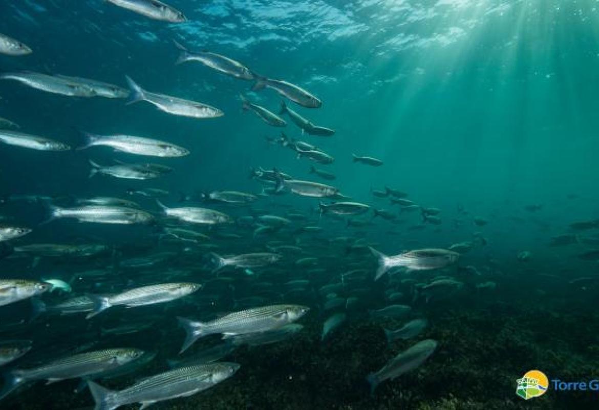 In arrivo novità per la riserva di Torre Guaceto