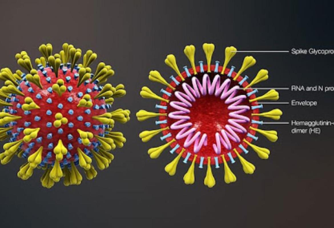 COVID-19. Continua il sequenziamento genomico della “variante inglese” individuata in Puglia in sette pazienti provenienti dalla Gran Bretagna