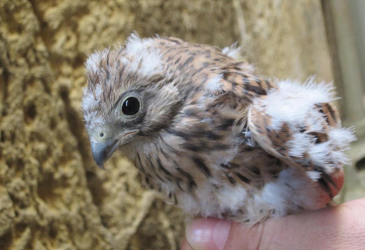 Salvati due piccoli falchi caduti dal nido costruito sulla chiesa di San Matteo