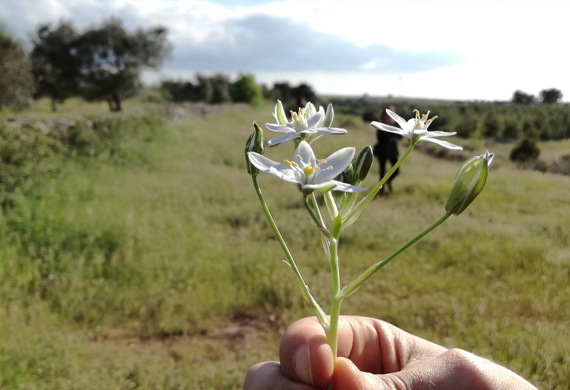 “Il Bosco di Athene”