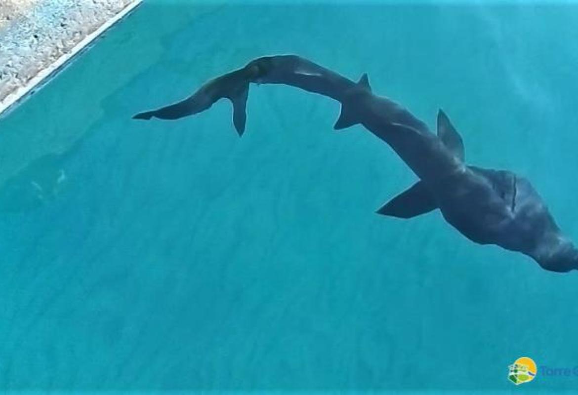 Un giovane squalo elefante salvato dai pescatori di Torre Guaceto