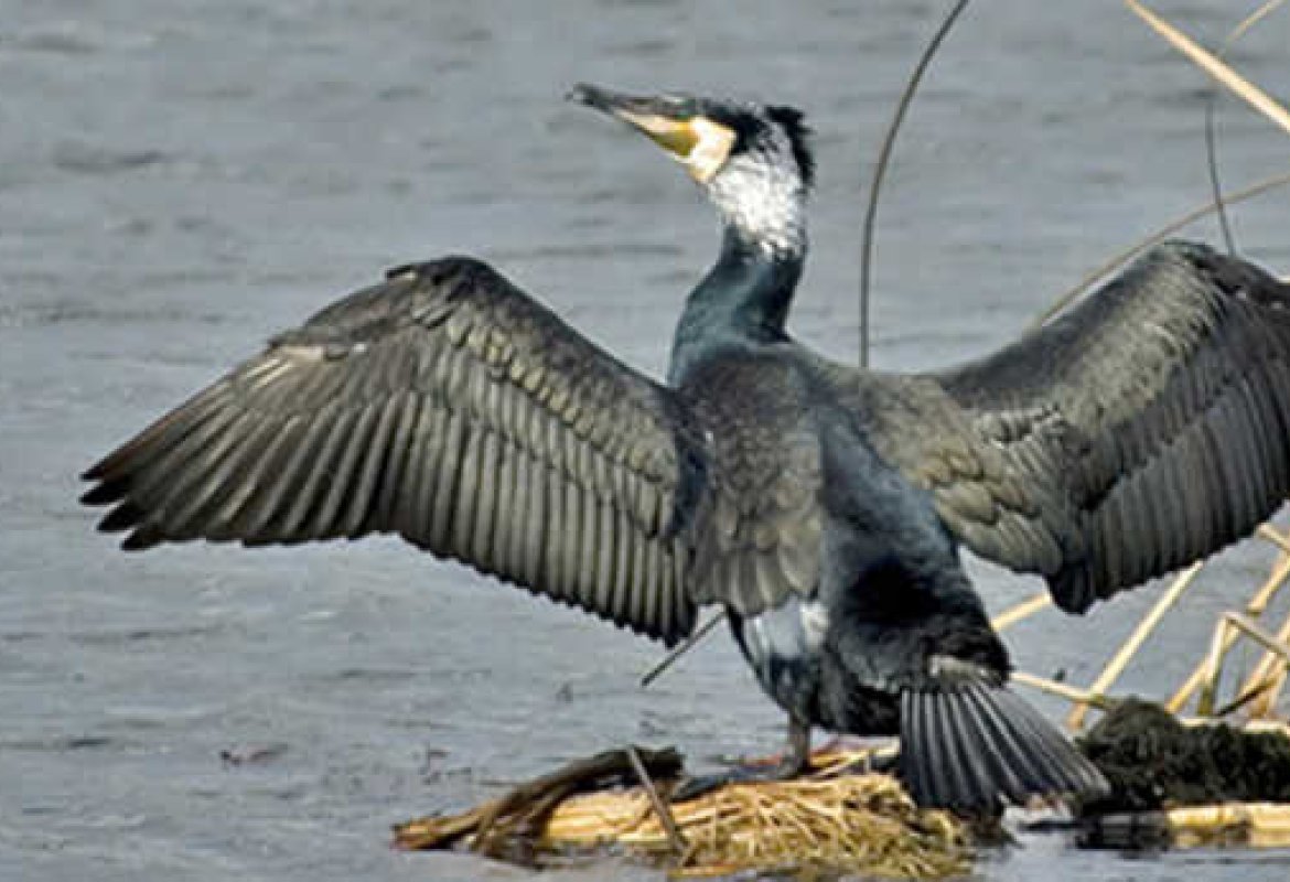I cormorani invadono la Puglia