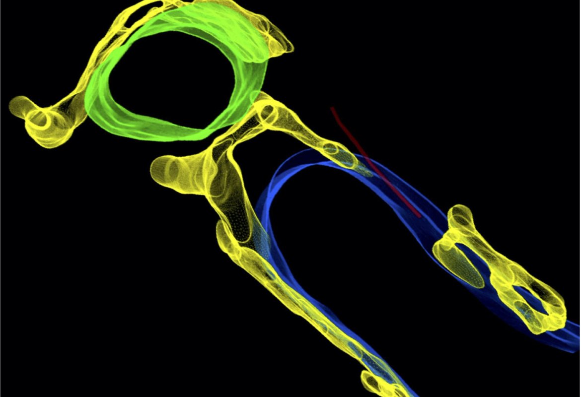 Scoperto il sistema di ventilazione delle cellule cardiache