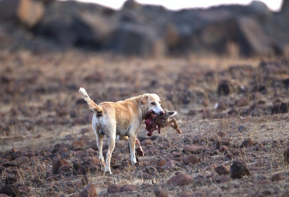 Nelle campagne animali domestici uccisi da lupi e cani inselvatichiti
