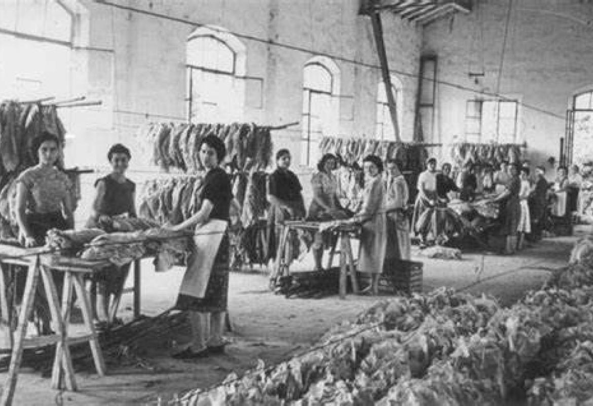 Le Tabacchine del Salento raccontate dalle ragazze della 2F del Polo 1 di Collemeto