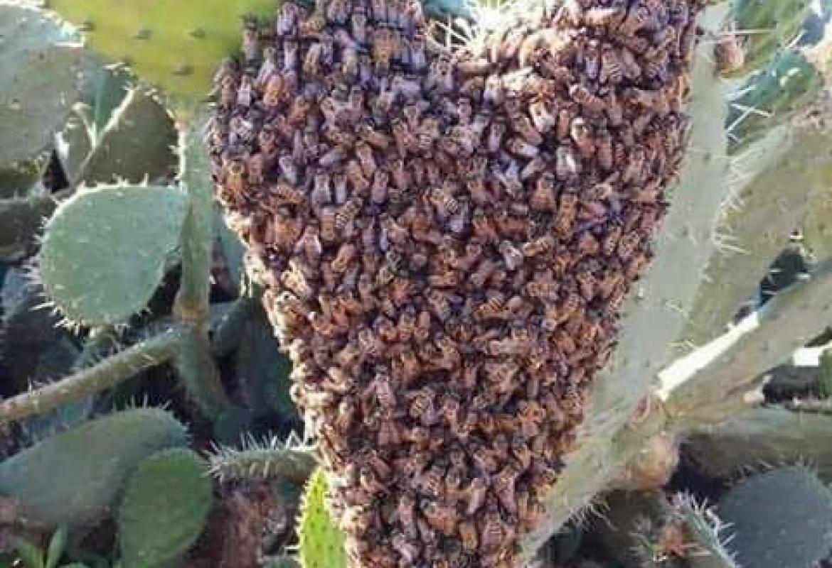 A Galatina "Il dolce ronzio lo sostengo anch'io"