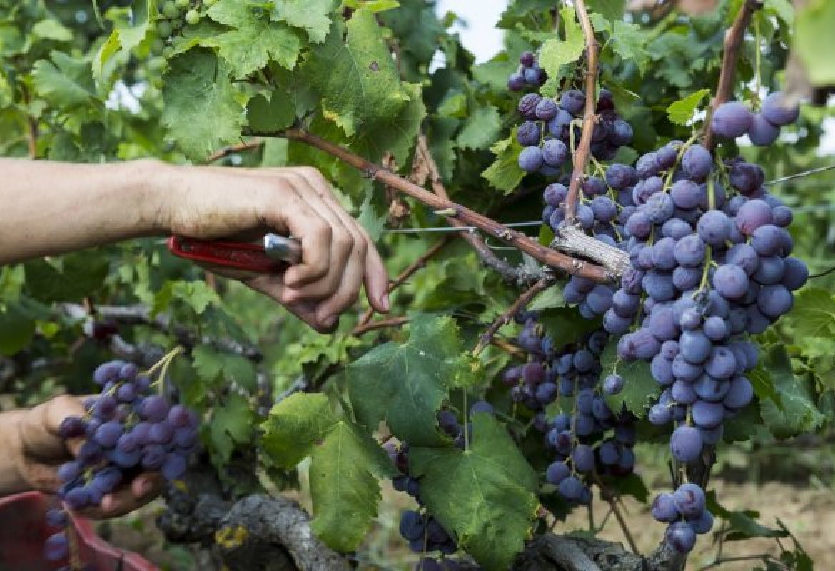 "All'Europa diciamo che il vino annacquato e senza alcool non è vino”