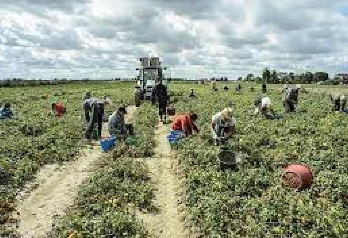 Vietato in Puglia lavorare nei campi nelle ore calde