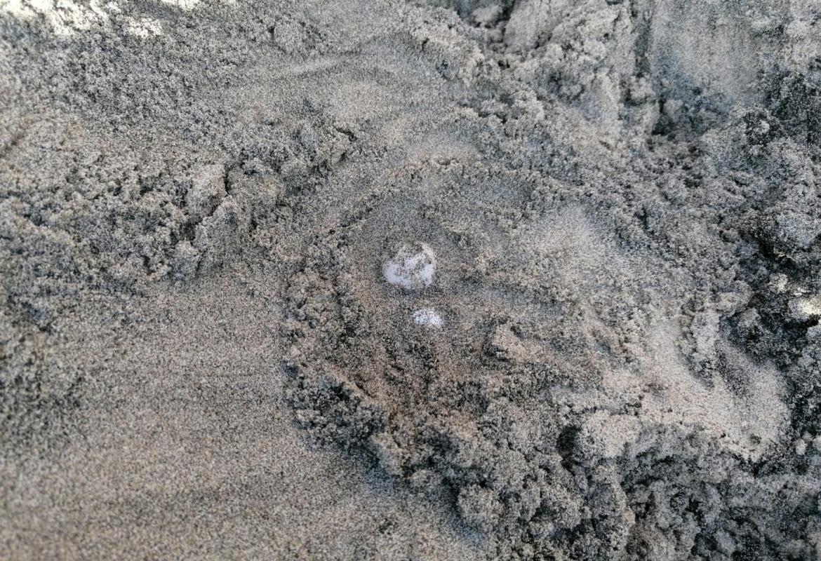 A Torre dell'Orso è tornata a fare le uova la Caretta Caretta