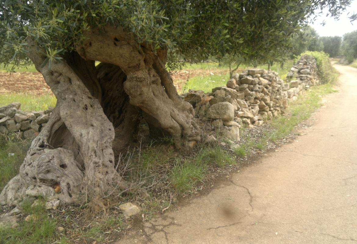 Salviamo gli ulivi del Salento