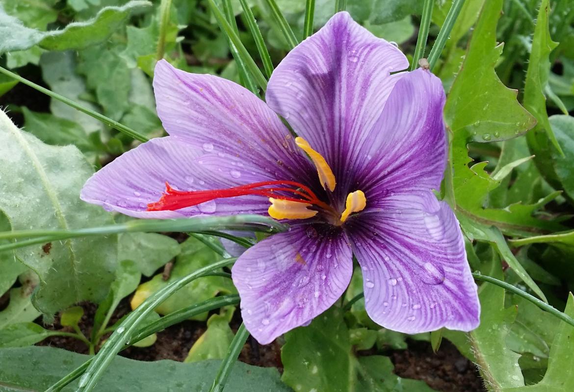 Ad Aradeo si produce l'oro rosso 