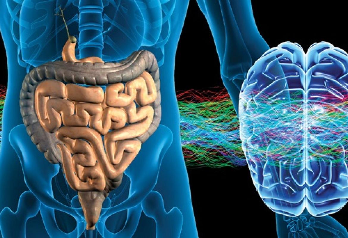 Proteggere e migliorare le funzioni cerebrali con i probiotici