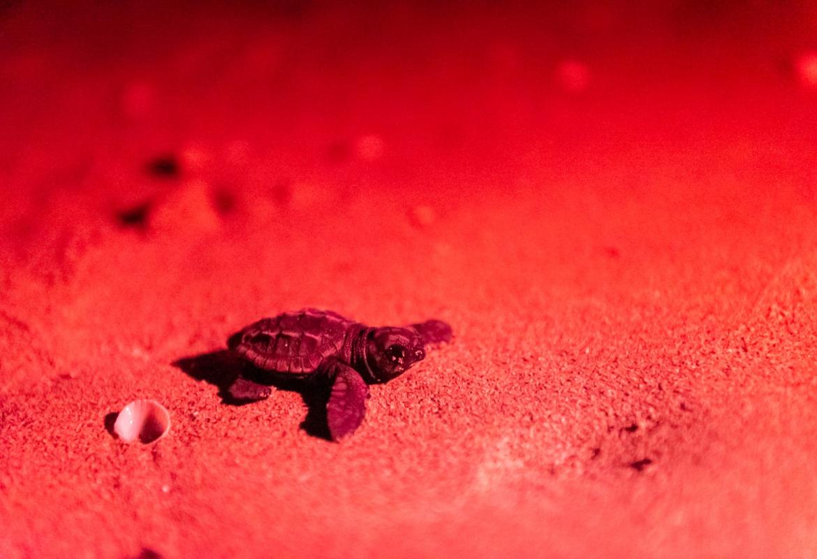 Nate a Lido Conchiglie le prime Caretta caretta