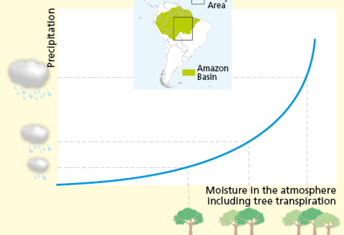 “Piccoli cambiamenti nell’umidità dell’aria, dovuti alla presenza o meno di alberi, possono portare a grandi cambiamenti nella pioggia osservata”