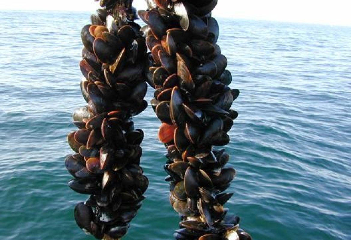 Mare troppo caldo, a Taranto muoiono le cozze