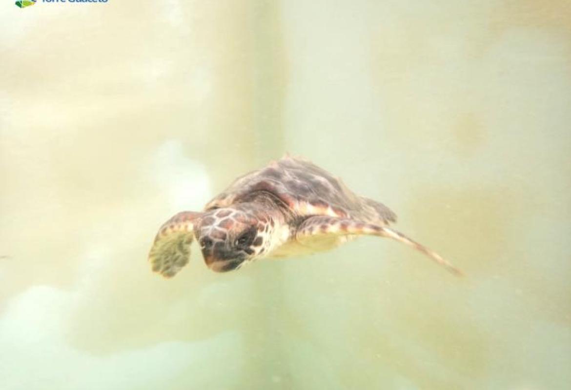 Salvata a Brindisi una tartaruga marina con un amo in bocca