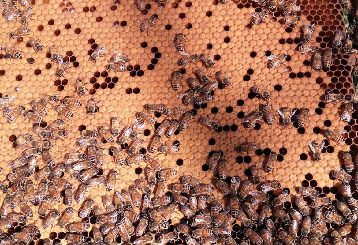 Stato di calamità per l'apicoltura pugliese?