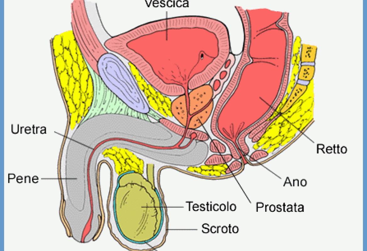 Il tumore alla prostata colpisce di più al nord ma fa più vittime al sud