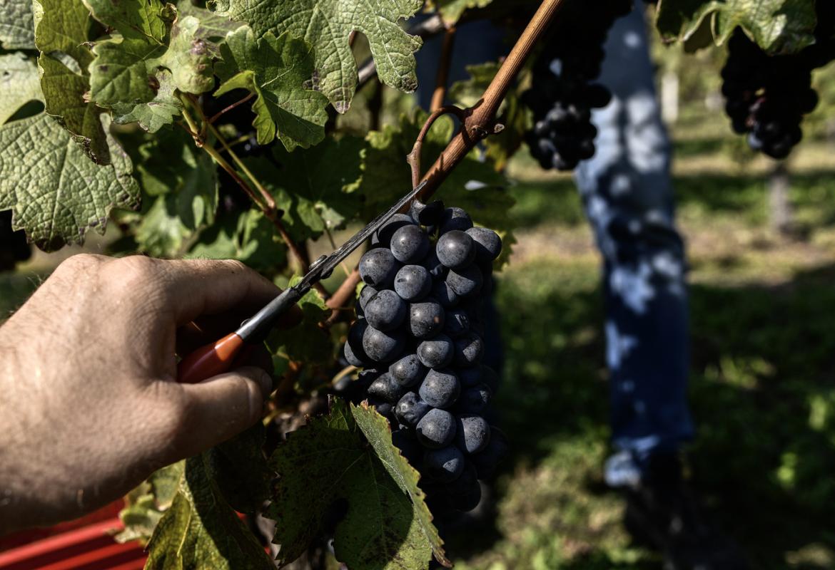 Vendemmia di Nero di Troia, Aglianico e Susumaniello a rischio a causa del maltempo