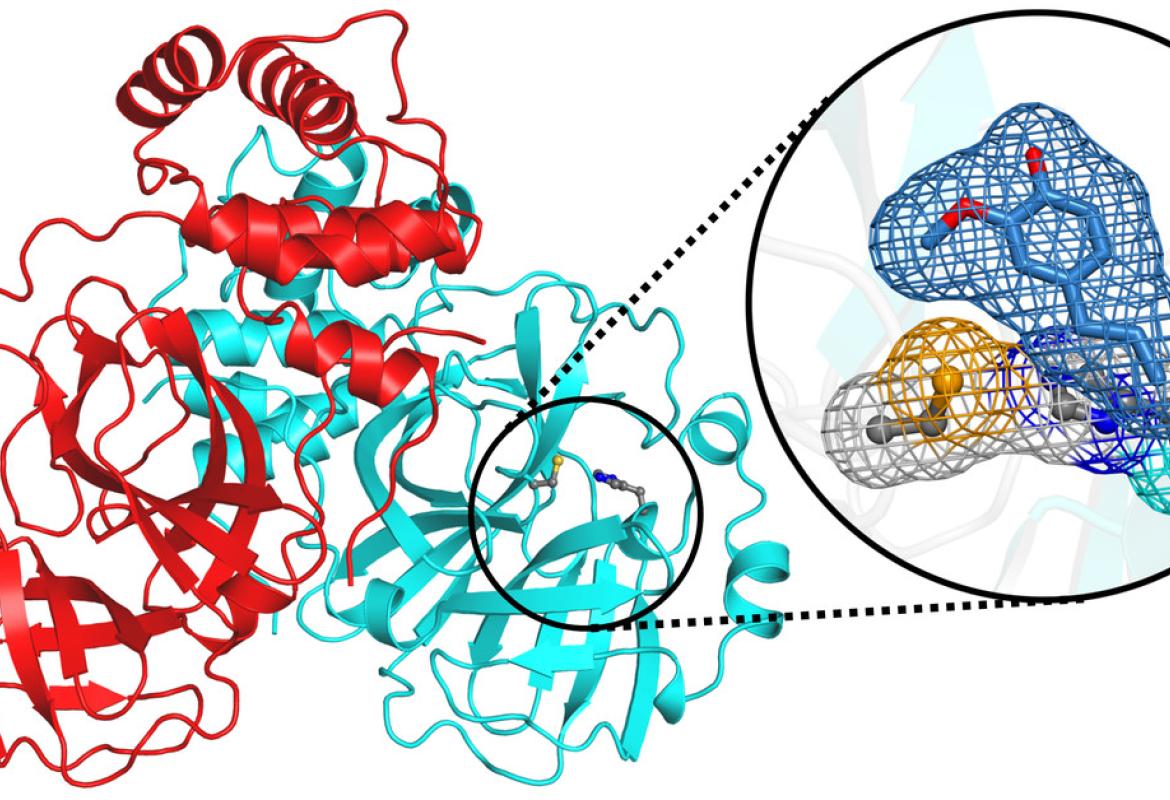 L’eugenolo, disinfettante locale usato in odontoiatria, può fermare il coronavirus?
