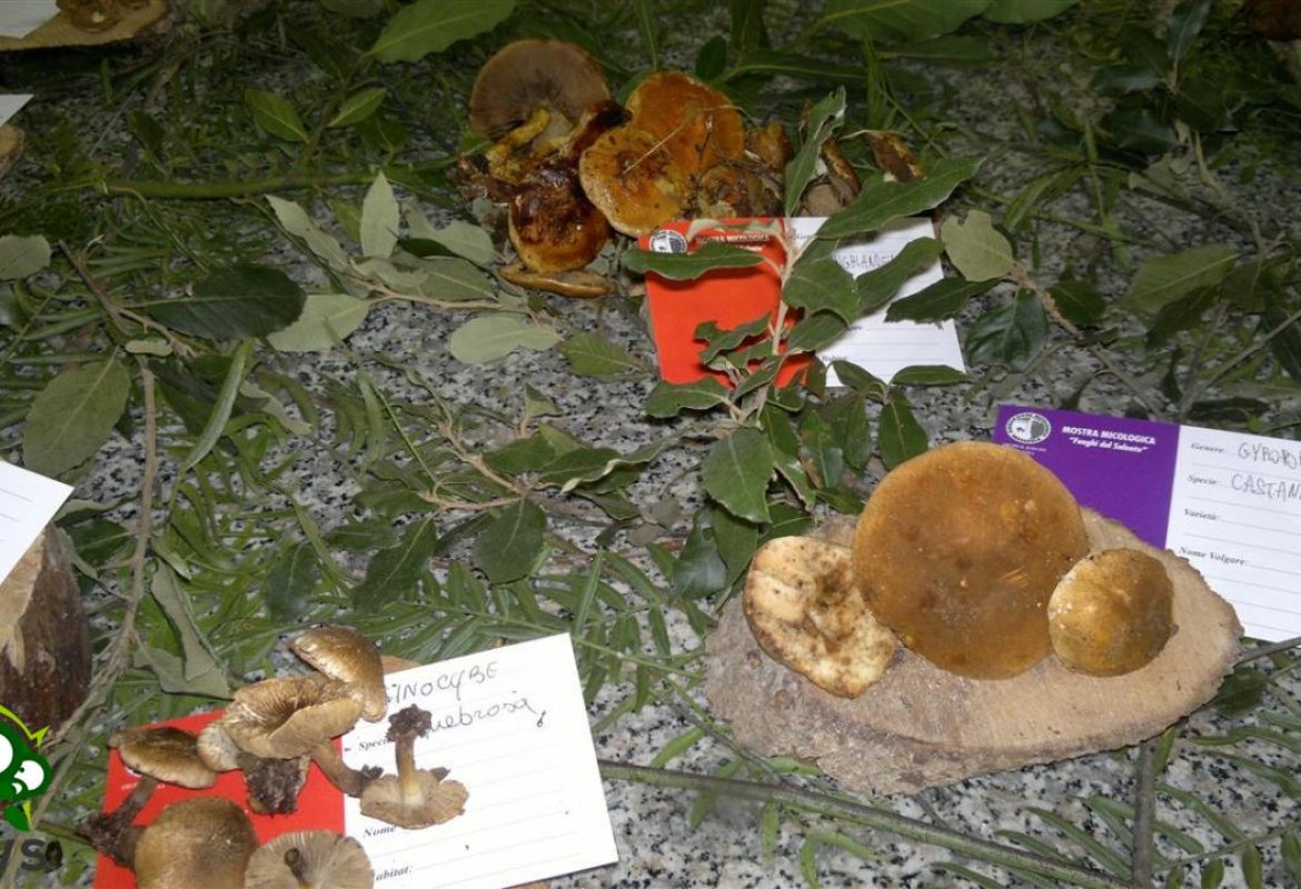 Raccolta funghi, i consigli dei Centri di Controllo Micologico di Asl Lecce