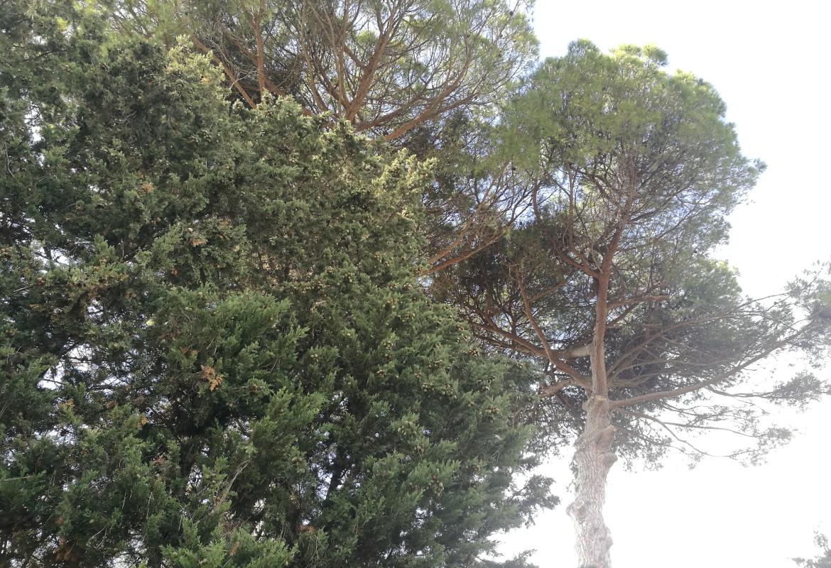 Anche per il Salento un rimboschimento epocale. Scende in campo l'Ordine dei Medici di Lecce